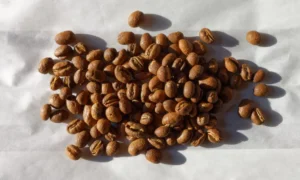 Unlocking the Secret of Peaberry Coffee: What Every Coffee Lover Should Know