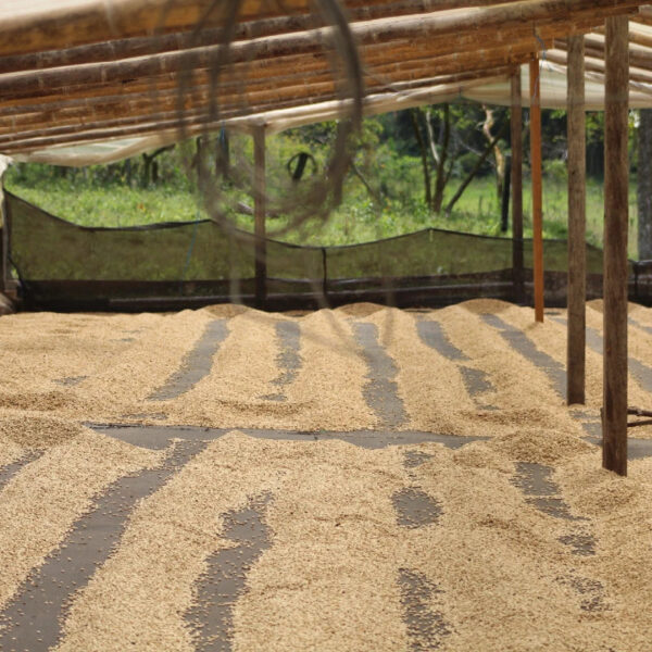 premium roasted coffee