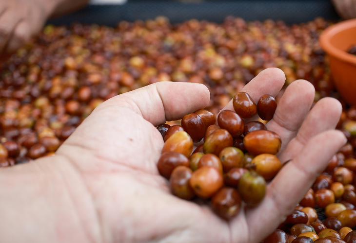 Professional Coffee Roasters