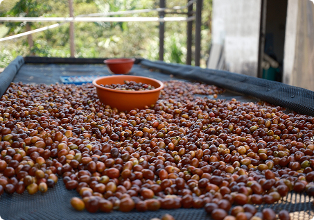 Coffee Beans