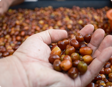 Coffee Beans