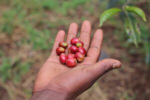 order coffee beans online
