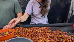 Mary sorting fresh coffee cherries at a coffee farm in Colombia