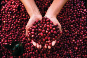 Cabra Noir Chiroso Natural coffee